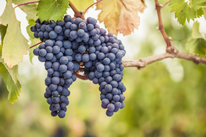 Die Pinot Noir Traube ist die beliebteste Rotweintraube der Schweiz.